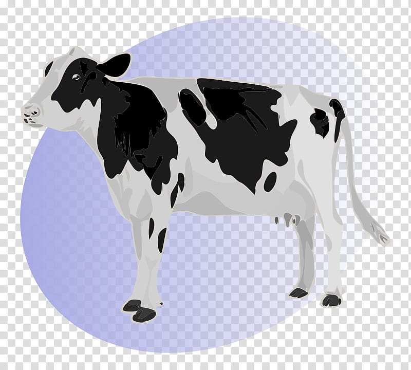 Cow, Holstein Friesian Cattle, Calf, Dairy Cattle, Udder, Dairy Cow, Bovine, Cowgoat Family transparent background PNG clipart
