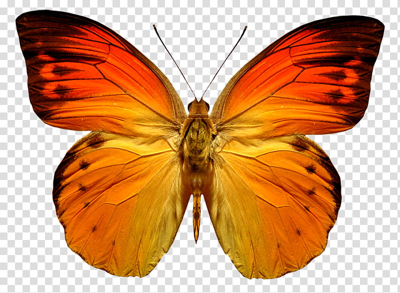 red, yellow, and black butterfly illustration transparent background PNG clipart