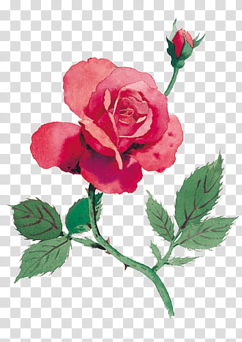 Every Rose Has Its Thorn, red rose flower transparent background PNG clipart