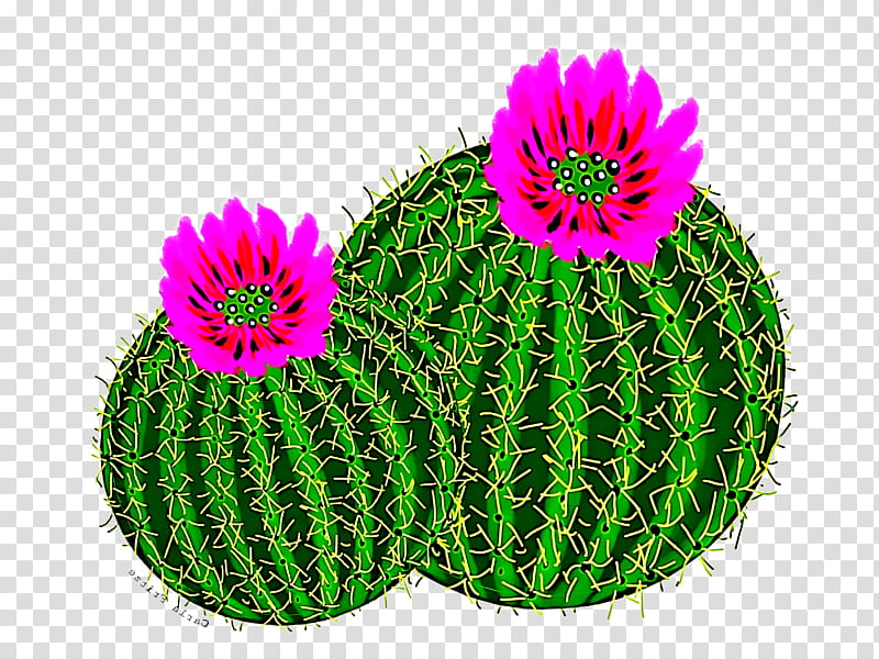 Cactus, Green, Plant, Flower, Flowering Plant, Magenta, Succulent Plant, Caryophyllales transparent background PNG clipart