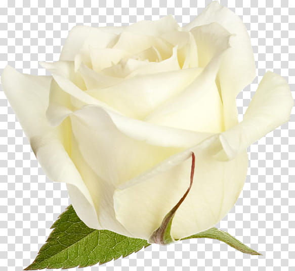 Flowers, Garden Roses, Cabbage Rose, Floribunda, White Rose Of York, Petal, Peony, Cut Flowers transparent background PNG clipart