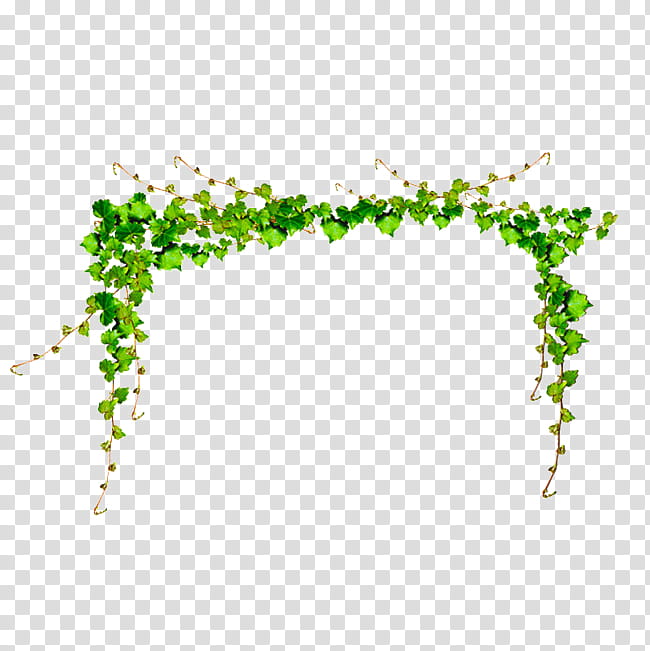 Green Grass, Common Grape Vine, Plants, Yellow, Leaf, Drawing, Text, Branch transparent background PNG clipart