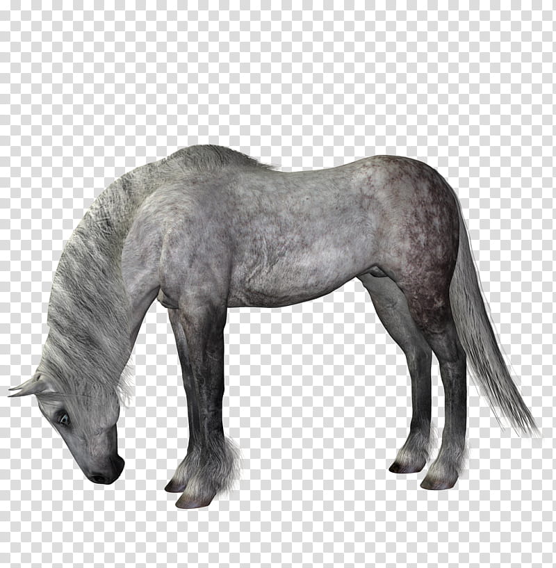 horse dapple grey, gray horse illustration transparent background PNG clipart