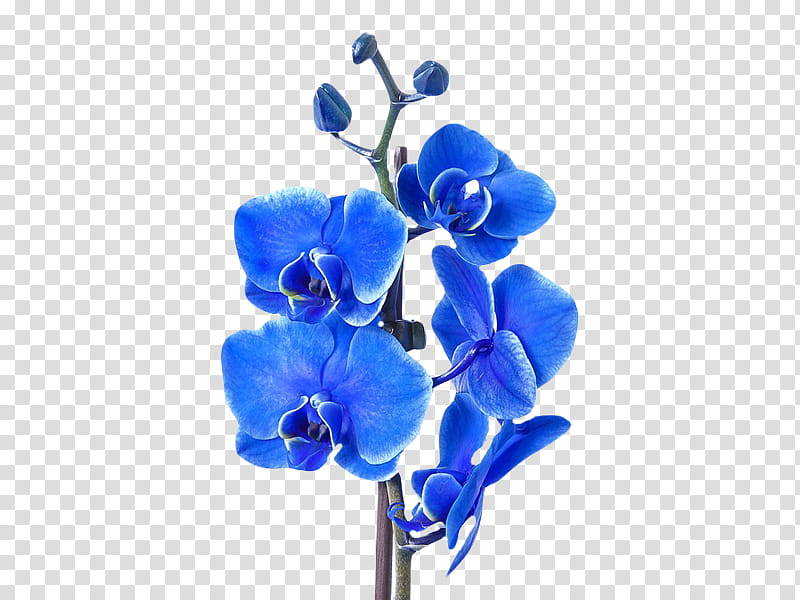 , blue moth orchid transparent background PNG clipart