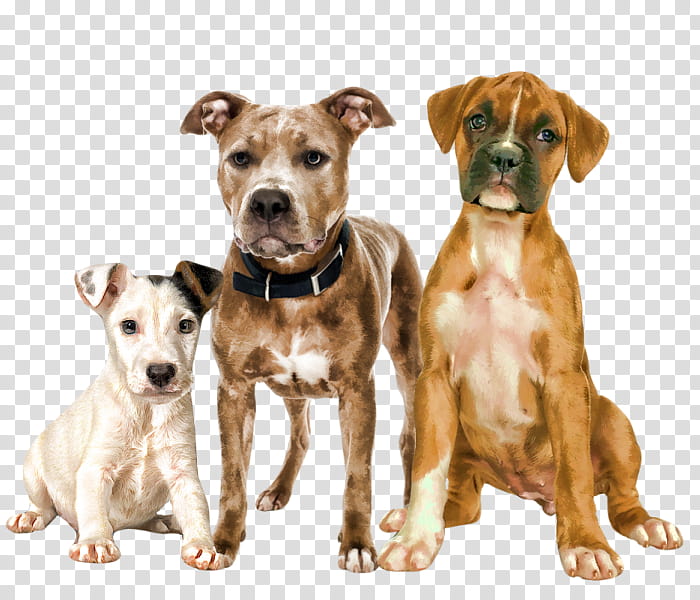 American Bulldog, American Pit Bull Terrier, Labrador Retriever, Tibetan Mastiff, Poodle, Puppy, Miniature Poodle, English Mastiff transparent background PNG clipart