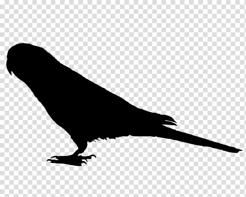 Bird Silhouette, Acfun, Sparrow, Drawing, , Beak, Tail, Perching Bird transparent background PNG clipart