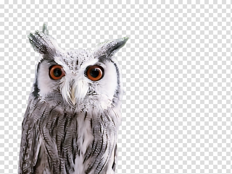 owl bird bird of prey eastern screech owl beak, Wildlife, Snowy Owl, Great Horned Owl transparent background PNG clipart