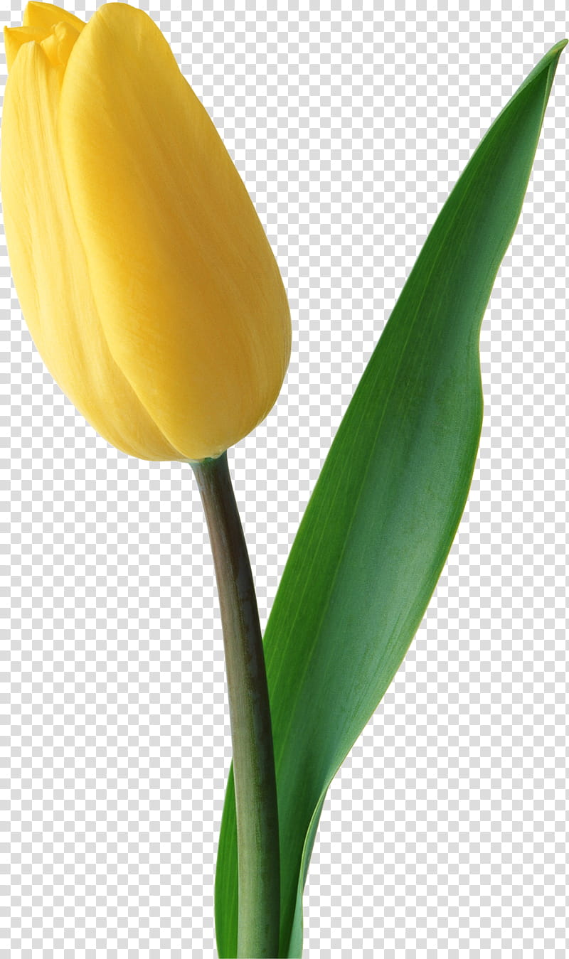 Drawing Of Family, Tulip, Flower, Yellow, Color, Plant, Leaf, Petal transparent background PNG clipart