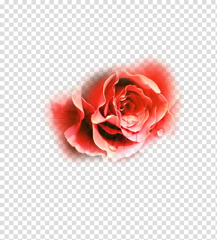 Pink Flower, Garden Roses, Cabbage Rose, Cut Flowers, Carnation, Petal, Red, Rose Family transparent background PNG clipart