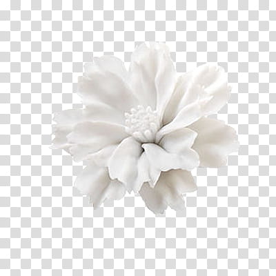 Flowers World, white-petaled flower transparent background PNG clipart