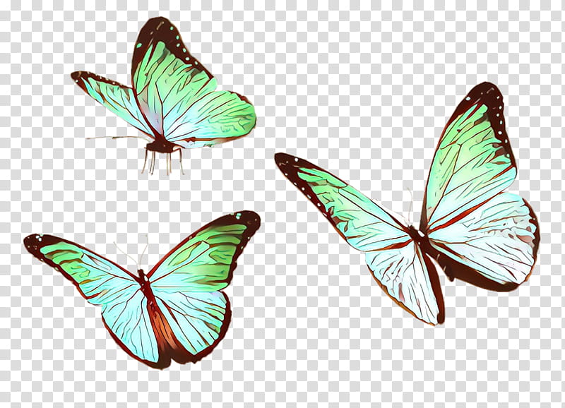 butterfly insect moths and butterflies pollinator wing, Symmetry, Lycaenid, Pieridae, Brushfooted Butterfly transparent background PNG clipart