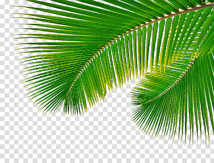 Palm Tree Leaf, Palm Trees, Palm Branch, Areca Palm, Plants, Frond, Tropics, Coconut transparent background PNG clipart