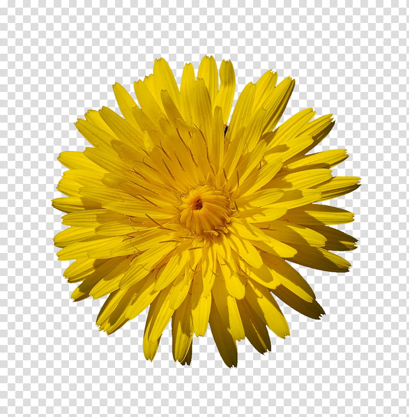 yellow flowers yellow dandelion flower in bloom transparent background png clipart hiclipart yellow flowers yellow dandelion flower