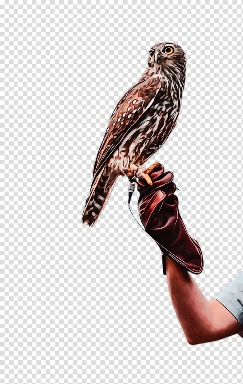 bird falcon sharp shinned hawk kite peregrine falcon, Watercolor, Paint, Wet Ink, Sharpshinned Hawk, Bird Of Prey, Coopers Hawk, Beak transparent background PNG clipart