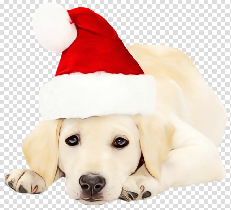 Golden Retriever, Labrador Retriever, Puppy, Companion Dog, Gun Dog, Christmas Ornament, Snout, Paw transparent background PNG clipart