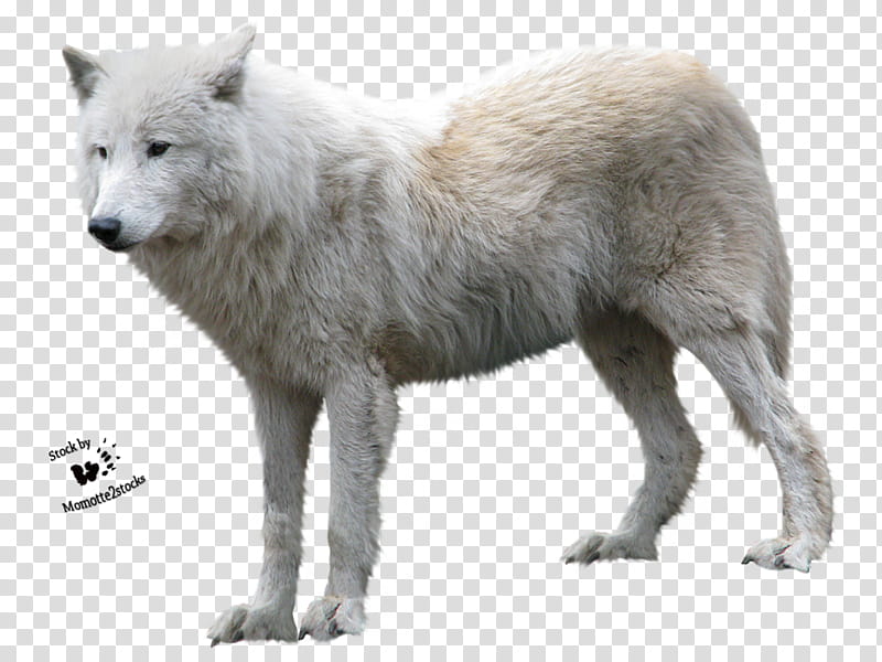 Wolf resources, white wolf transparent background PNG clipart