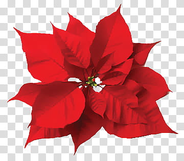 Christmas s, red poinsettia flower transparent background PNG clipart