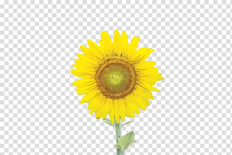 Drawing Of Family, Sunflower, Flora, Bloom, Common Sunflower, , Royaltyfree, PicsArt Studio transparent background PNG clipart