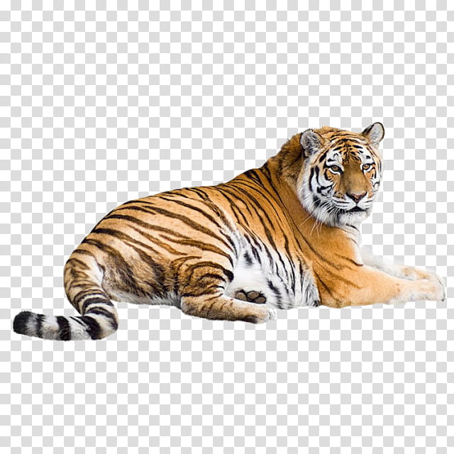 Cats, Liger, Bengal Tiger, Siberian Tiger, Lion, South China Tiger, White Tiger, Sumatran Tiger transparent background PNG clipart