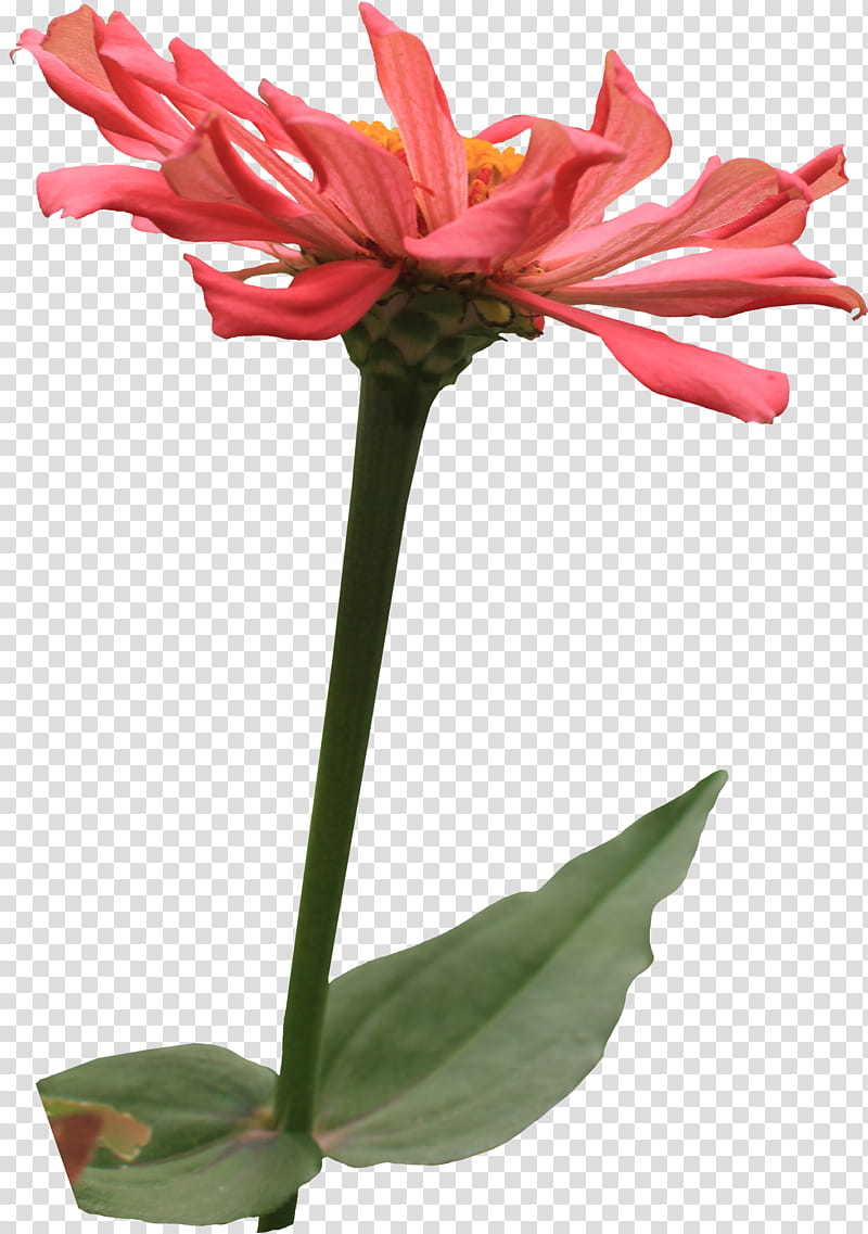 Pink Cactus Zinnia, pink-petaled flower illustration transparent background PNG clipart