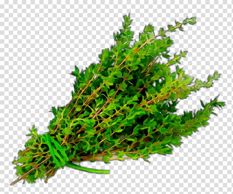 Cannabis Leaf, Herb, Thyme, Garden Thyme, Watercress, Pinene, Vegetable, Food transparent background PNG clipart