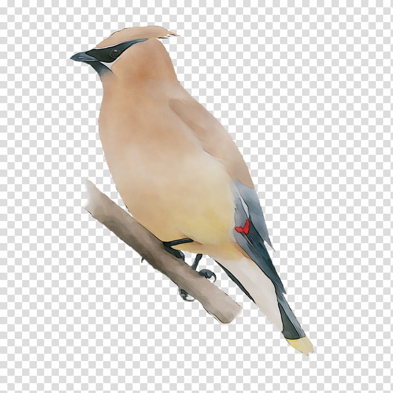 Cartoon Bird, Beak, Finches, Neck, Feather, Cedar Waxwing, Perching Bird transparent background PNG clipart