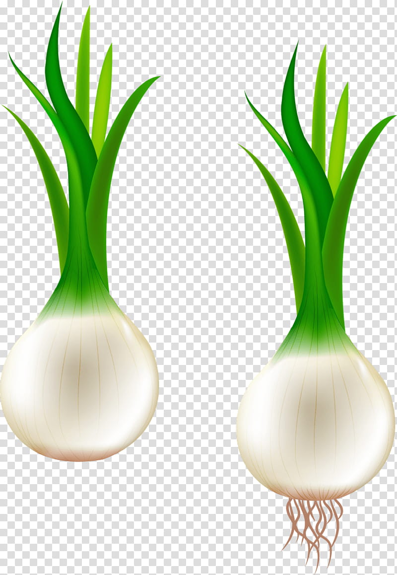 Onion, Garlic, Scallion, Shallot, Drawing, Vegetable, White Onion, Onions transparent background PNG clipart