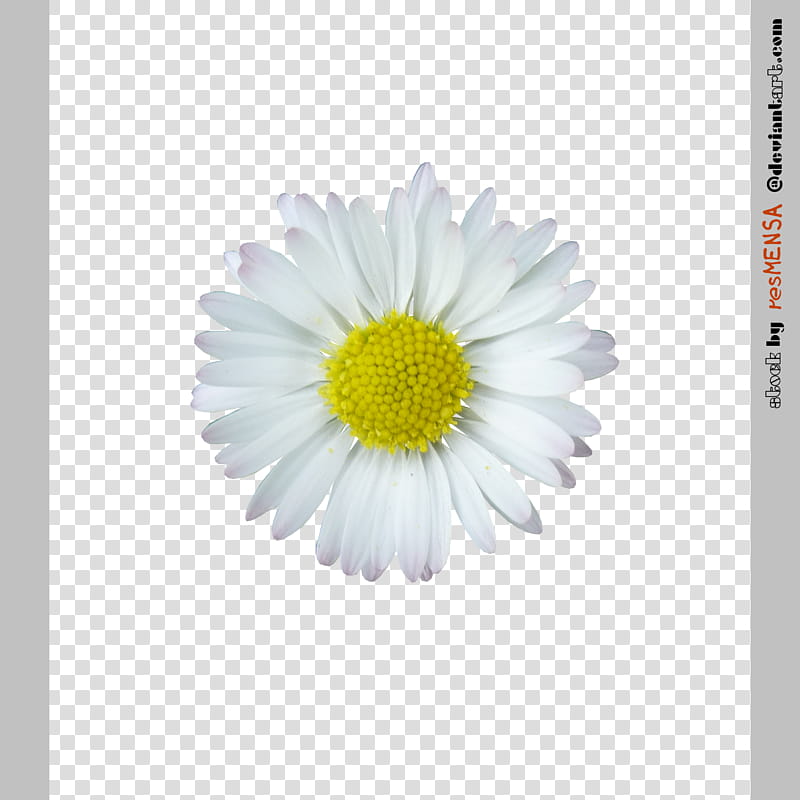 Daisy , white daisy transparent background PNG clipart