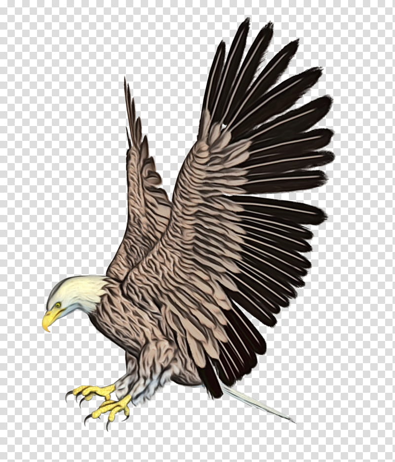 Sea Bird, Bald Eagle, Falcon, Accipitridae, Bird Nest, Beak, Hawk, Bird Of Prey transparent background PNG clipart