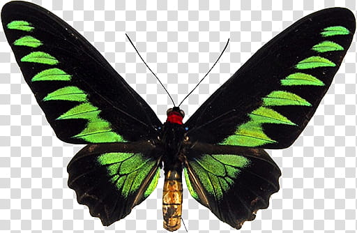 Mac Icons Butterflies Set , Rajah Brooke's Birdwing, Trogonoptera brookiana transparent background PNG clipart