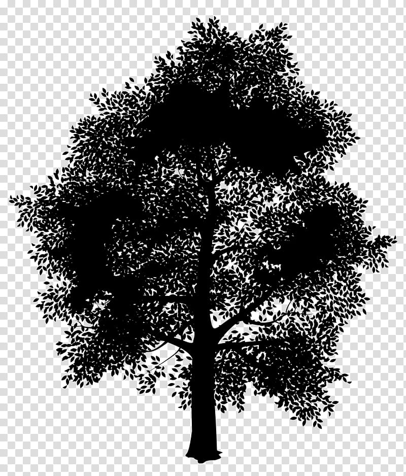 Oak Tree Silhouette, Black And White
, Deciduous, Leaf, Branch, Autumn, Shadbush, Woody Plant transparent background PNG clipart