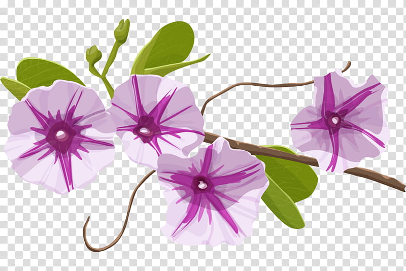 Volcano, California Academy Of Sciences, Morning Glory, Morningglories, Museum, Flower, Game, Purple transparent background PNG clipart