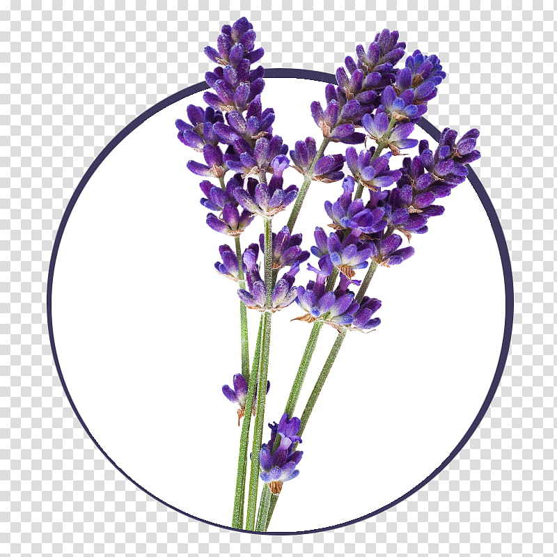 Flowers, English Lavender, Lavender Oil, Essential Oil, French Lavender, Aromatherapy, Lavandula Latifolia, Plants transparent background PNG clipart