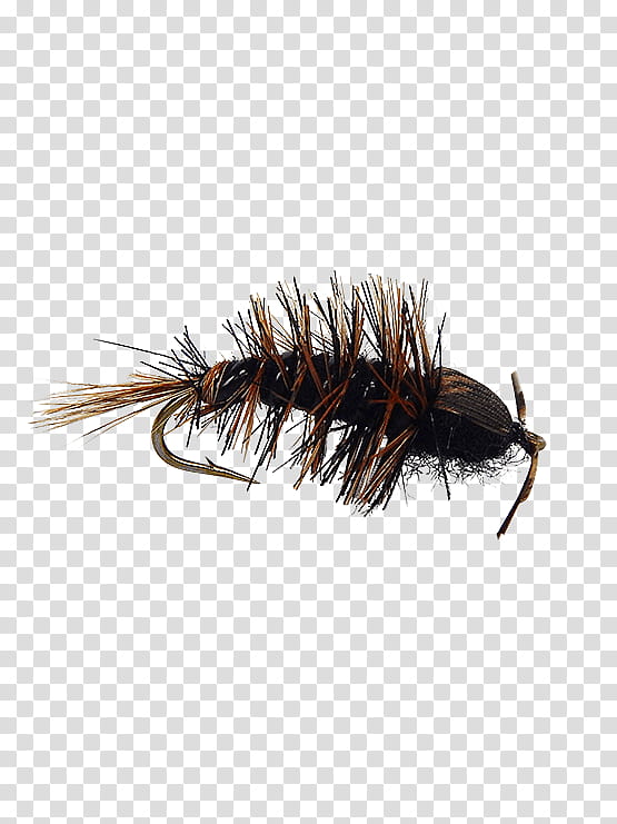 Fishing, Woolly Worm, Woolly Bugger, Fly, Pterygota, Nymph, Fly Fishing, Holly Flies transparent background PNG clipart