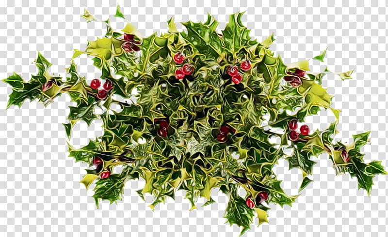 Holly, Christmas Holly, Ilex, Christmas , Watercolor, Paint, Wet Ink, Flower transparent background PNG clipart