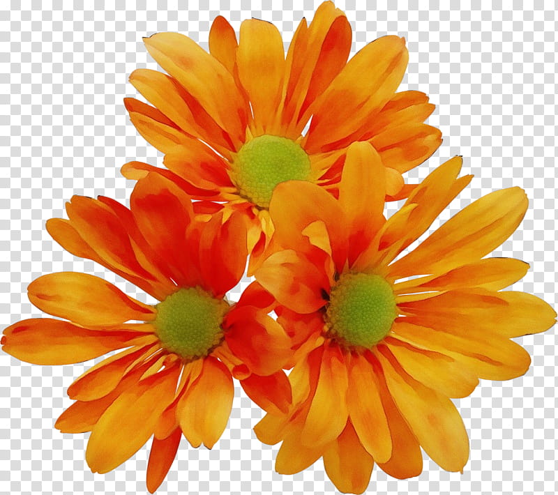 Artificial flower, Watercolor, Paint, Wet Ink, Barberton Daisy, Orange, English Marigold, Gerbera transparent background PNG clipart