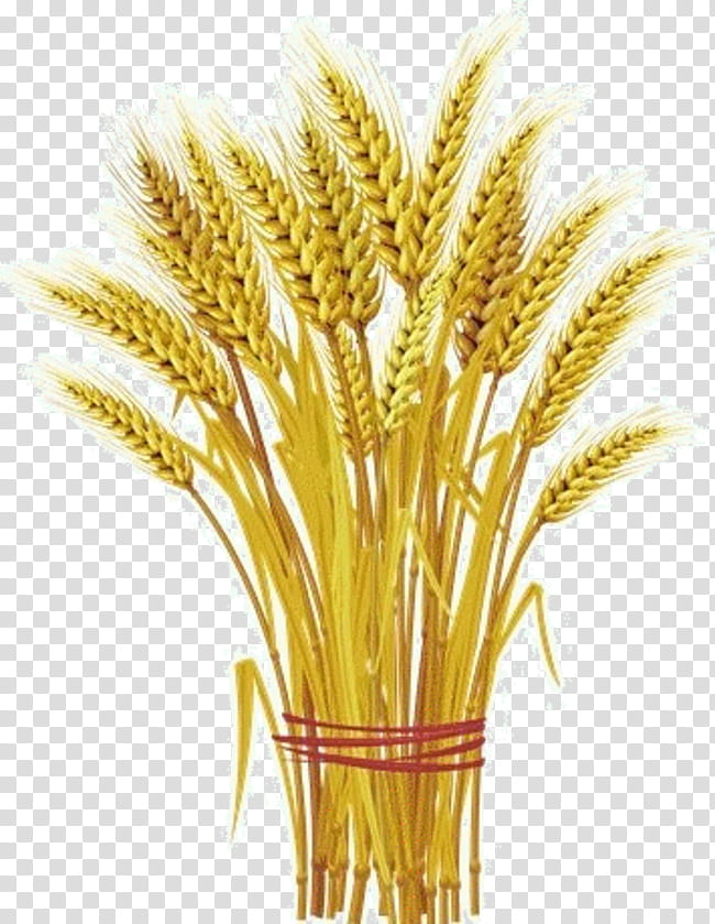 Wheat, Plant, Grass, Grass Family, Food Grain, Whole Grain, Triticale, Flower transparent background PNG clipart