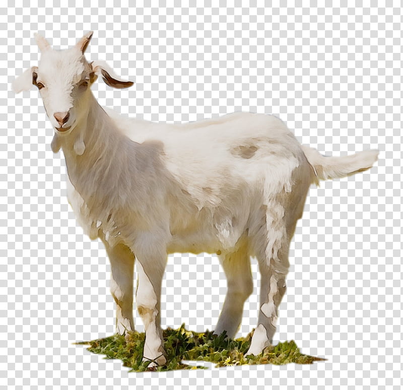 Goat, Jamnapari Goat, Boer Goat, Sheep, Feral Goat, Black Bengal Goat ...