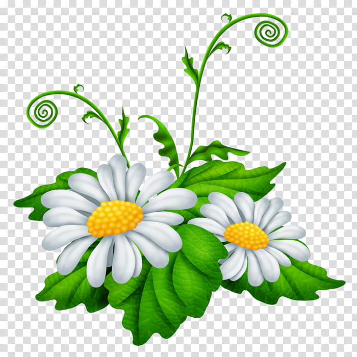 Flowers, Chamomile, Oxeye Daisy, German Chamomile, Daisy Family, Blog, Chrysanthemum, Mayweed transparent background PNG clipart