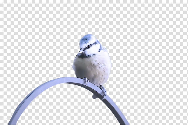 bird beak blue songbird perching bird, Chickadee transparent background PNG clipart