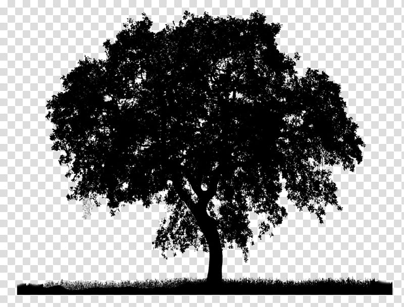 Tree Trunk Drawing, Southern Live Oak, English Oak, Shrub, 3D Computer Graphics, Black, Woody Plant, Natural Landscape transparent background PNG clipart
