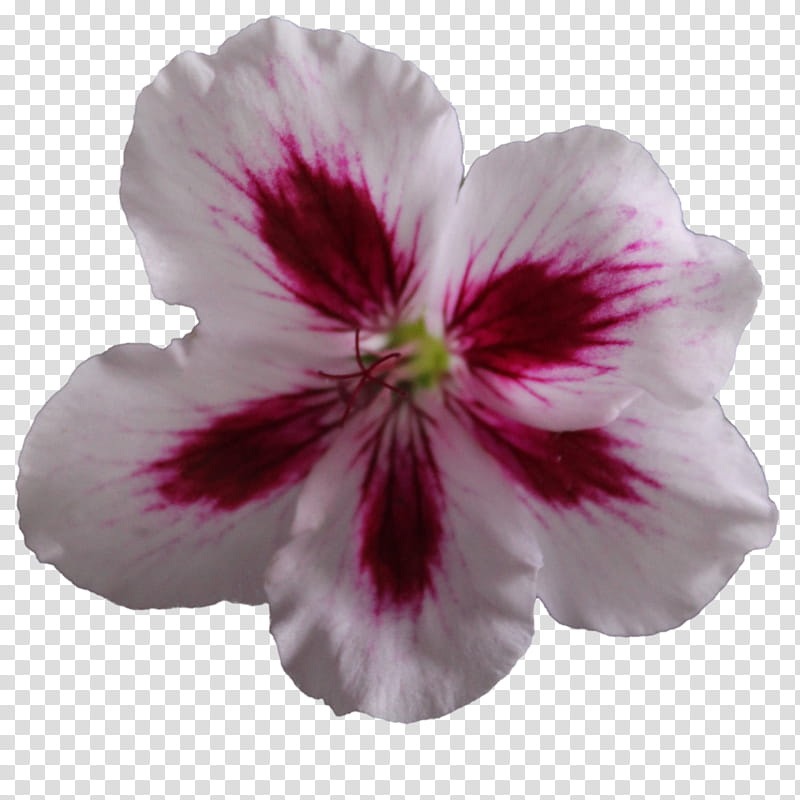 Geranium Flower , white and red petaled transparent background PNG clipart