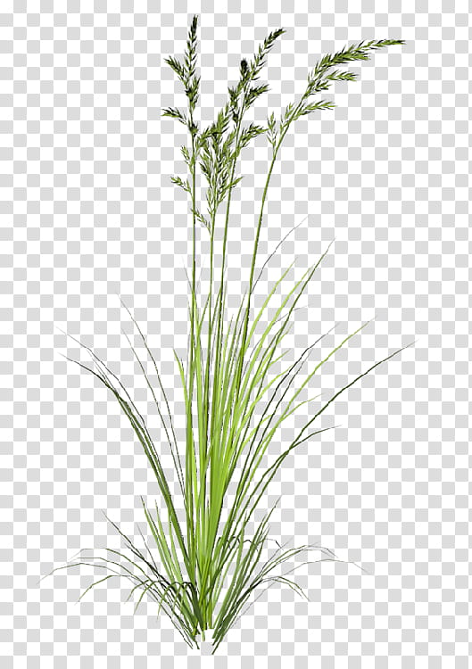 Drawing Of Family, Ornamental Grass, Painting, Grasses, Plant, Grass Family, Sweet Grass, Plant Stem transparent background PNG clipart