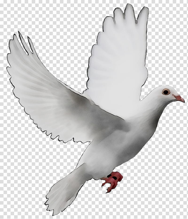 Dove Bird, Pigeons And Doves, Release Dove, Peace Symbols, Rock Dove, Olive Branch, Trash Doves, Beak transparent background PNG clipart