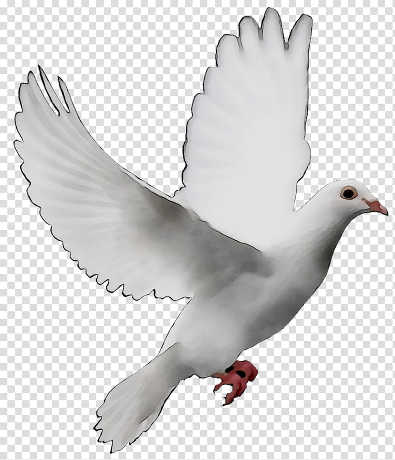 peace dove symbol wallpaper