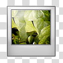 q u a r k s, green leafed plants filename extension art transparent background PNG clipart