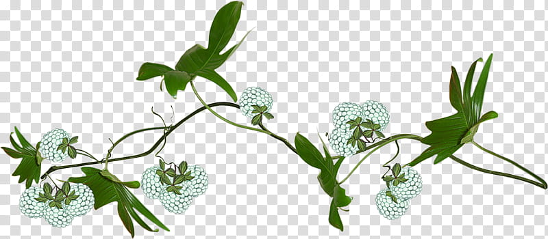 Family Tree Design, Cut Flowers, Leaf, Floral Design, Plant Stem, Grasses, United States Of America, Branch transparent background PNG clipart