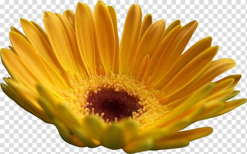 Yellow Gerber Daisy transparent background PNG clipart