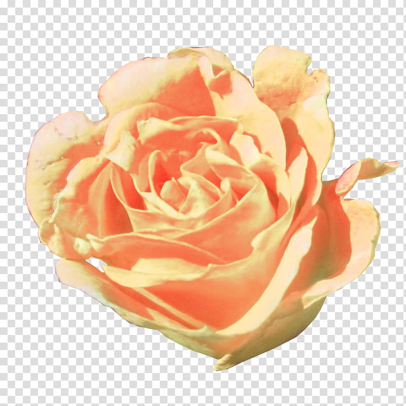 Pink Flower, Garden Roses, Cabbage Rose, Floribunda, Cut Flowers, Petal, Orange, Hybrid Tea Rose transparent background PNG clipart