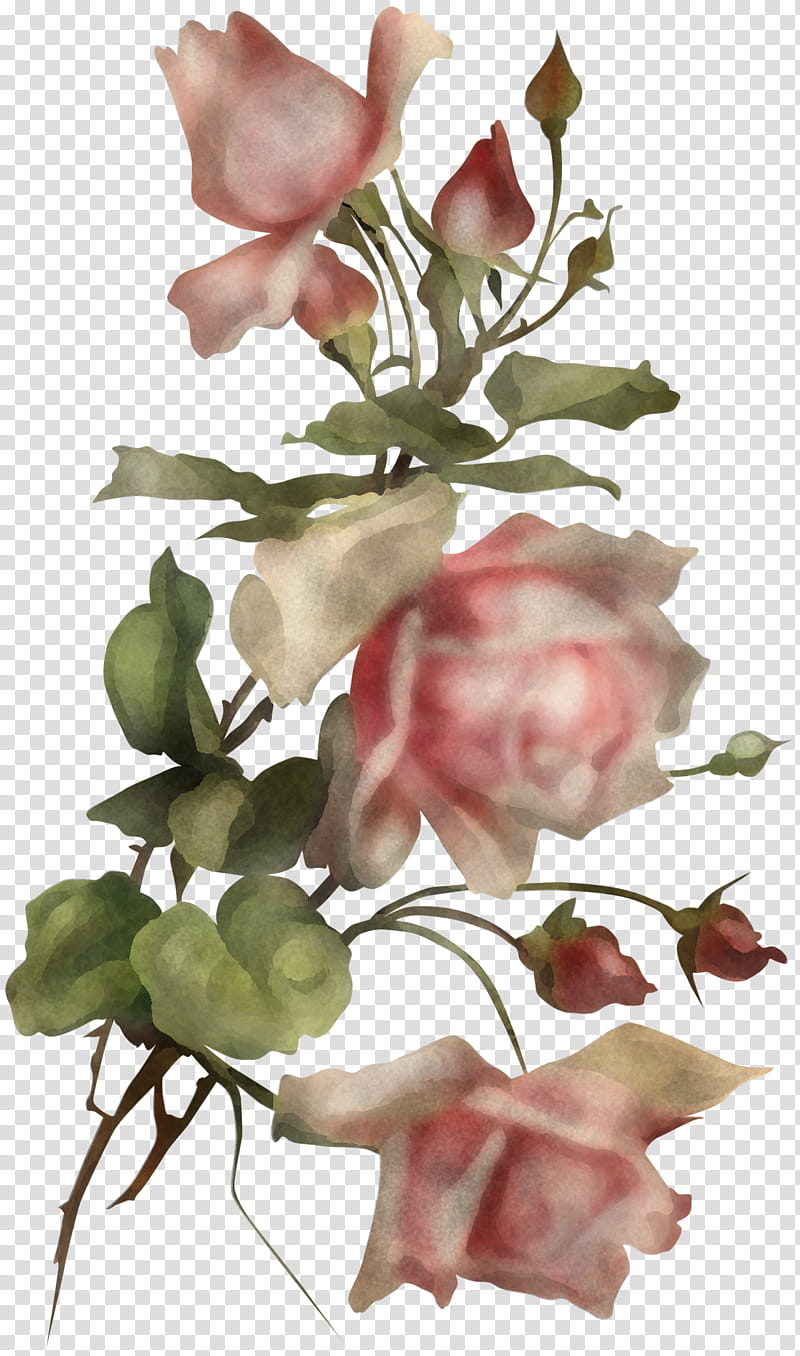 Rose, Flower, Flowering Plant, Cut Flowers, Pink, Petal, Bouquet, Sweet Pea transparent background PNG clipart